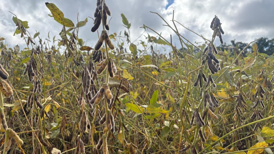 A colheita da soja avançou de forma descontínua e alcança 50% da área cultivada nesta safra 2025/2026, que é de 6.624.988 hectares. De acordo com o Informativo Conjuntural, divulgado pela Emater/RS-Ascar nesta quinta-feira (16/04), a recorrência de precipitações em volumes heterogêneos entre as regiões manteve elevada umidade no solo e nas plantas, restringindo a trafegabilidade e impondo interrupções às operações de colheita.