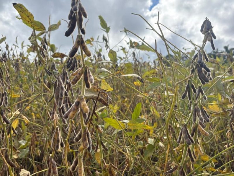 A colheita da soja avançou de forma descontínua e alcança 50% da área cultivada nesta safra 2025/2026, que é de 6.624.988 hectares. De acordo com o Informativo Conjuntural, divulgado pela Emater/RS-Ascar nesta quinta-feira (16/04), a recorrência de precipitações em volumes heterogêneos entre as regiões manteve elevada umidade no solo e nas plantas, restringindo a trafegabilidade e impondo interrupções às operações de colheita.